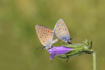 Pair of Many-eyed Beautiful Blue (Polyommatus bellis) on flower