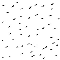 A flock of flying birds. Free birds. Vector illustration
