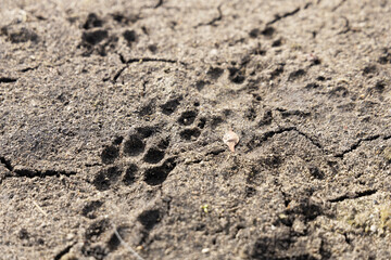 Dog footprint on the ground.