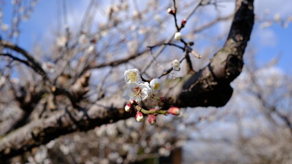 梅の花