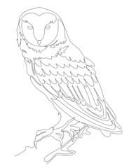 Line art of barn owl on tree branch.