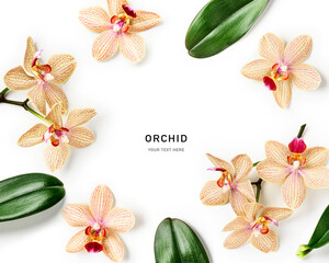 Orchid flowers creative composition and frame © ifiStudio