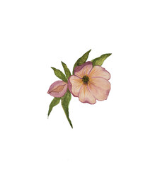 pink flower isolated on white