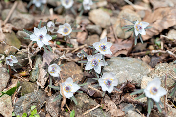 Full blooming of Eranthis pinnatifida at the growing colony in Hyogo, Japan in February