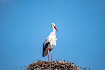 white stork in the nest