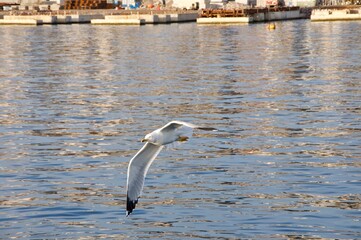The white seagull breaks the quiet port of Rijeka. Sea gull flying close up to the sea on sunset golden hour. Close up on seagull in flight. Open wings.