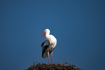 white stork in the nest