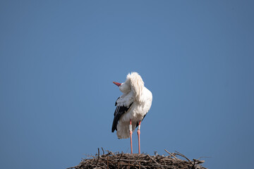 stork in the nest