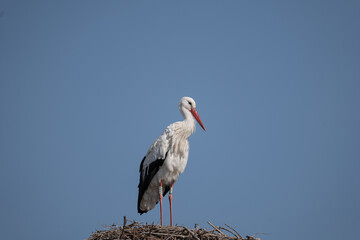 stork in the nest