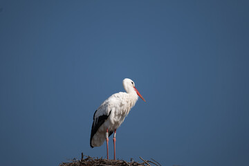 white stork ciconia