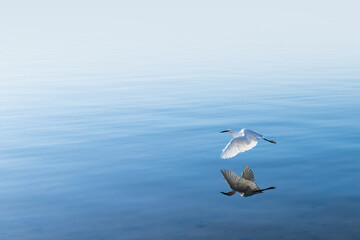 Fototapeta na wymiar White bird is flying over sea water surface
