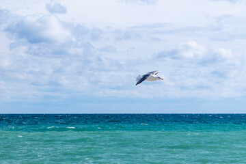 Big white seagull flying over sea water on a daytime