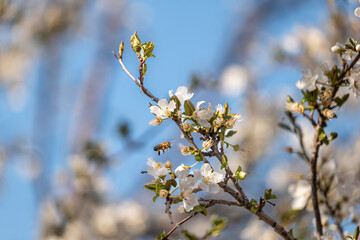 blooming tree in spring