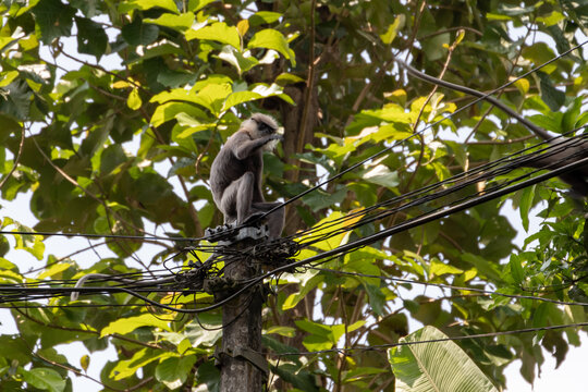 Monkey is on electric wires, outdoor photo