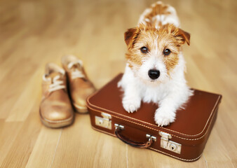 Cute dog puppy waiting on a retro suitcase, baggage. Pet travel, vacation or holiday concept.