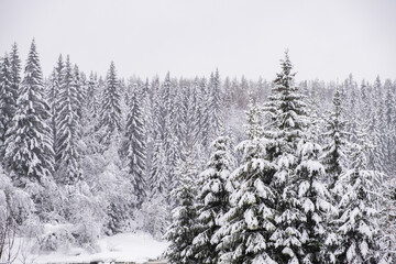Spruce forest in winter with snow caps