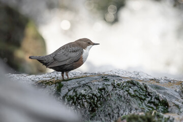 White throated dipper perched on riverside with waterfalls on background (Cinclus cinclus)