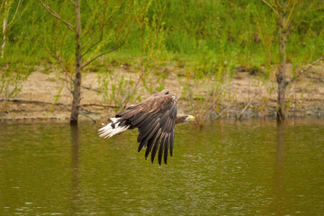 A hunting bald eagle flies above the water surface of a green lake in search of fish. Trees in the background, reflection, detail