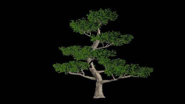 Pertusa tree seamless loop, alpha channel