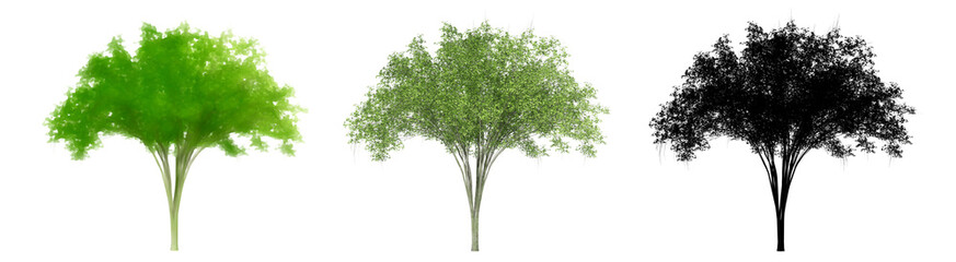 Set or collection of American Elm trees, painted, natural and as a black silhouette on white background. Concept or conceptual 3d illustration for nature, ecology and conservation, strength, endurance
