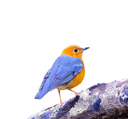 Bird Orange-headed Thrush isolated on a white background