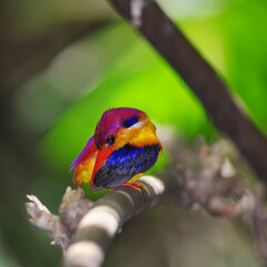 Colorful Bird  (ฺBlack-backed Kingfisher) in nature, in Thailand