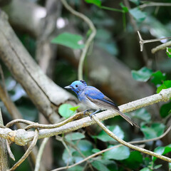 Beautiful Bird (Black-naped Monarch) in nature, in Thailand