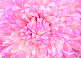 Bouquet of pink autumn chrysanthemum, close up