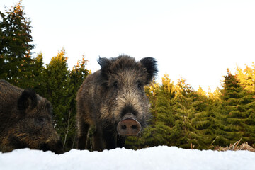 Wild boar closeup on snow with sunny forest in the background