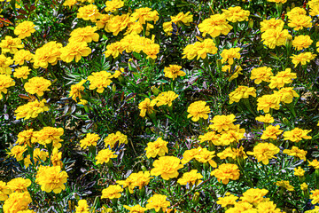  Chrysanthemum in nature 