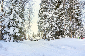 Snow covered pine forest and countryside in northern europe.