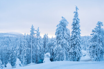 Winter landscape. Mnegum pine forest and mountainous area in northern europe.