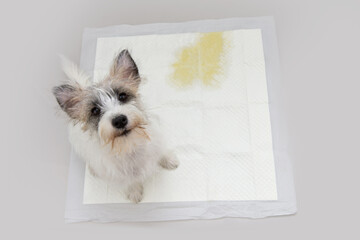 Portrait jack russell puppy dog sitting on pee training pads. High angle view. Isolated on white...