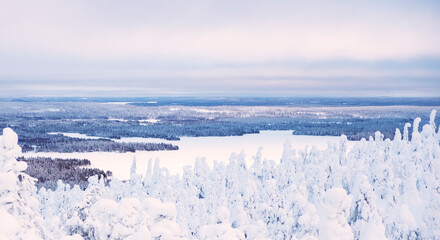 Panoramic photo of the winter landscape of Lapland. Lake and snow-covered forest in the rays of sunrise.
