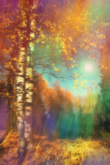Fototapeta premium bright autumn evening beautiful landscape with white birches and golden foliage.