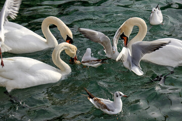 swans and seagulls fighting to catch bread thrown by tourists on Lake Geneva, Switzerland