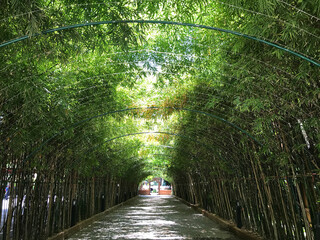 Planted bamboo as an arch covering the walkway.