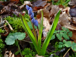 Fleur de printemps dans une forêt.