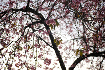 Sakura blossom in Spring