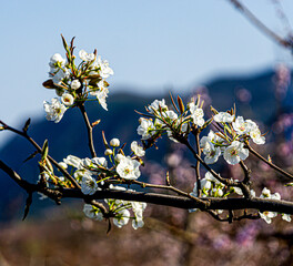 Peach blossoms blooming in spring