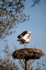 stork in nest