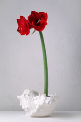 Red amaryllis in shell vase on white background