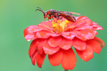 A paper wasp is perched on a wildflower. This insect has the scientific name Polistes metricus.