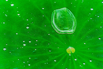 Small water droplets on lotus leaf in nature