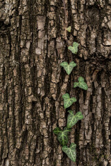 Honeysuckle vine leaves climbing up a tree trunk. Green leaves on a textured background.