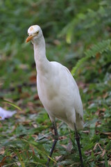 white ibis bird