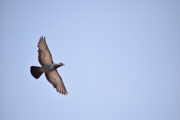 vulture in flight