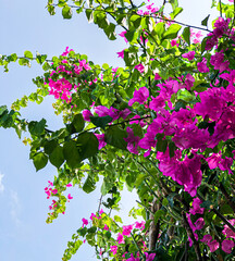 blooming flowers on tree 
