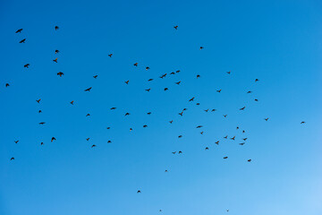 Flock of black crows flying in a blue clear sky in Italian Alps, Lessinia Plateau Regional Natural Park (Altopiano della Lessinia), Bosco Chiesanuova, Verona province, Veneto, Italy, Europe.
