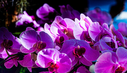 Flowers blooming in southern China